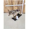 Image 5 : Alaskan Wolf Full Body Taxidermy Mount
