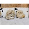 Image 2 : 4 Prehistoric Ammonite Fossils