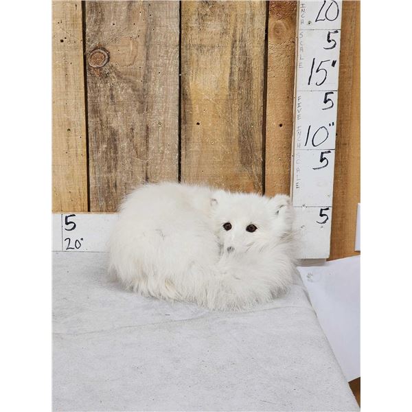 Arctic Fox Full Body Taxidermy Mount