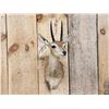 Image 2 : African Steinbok Shoulder Mount Taxidermy