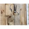 Image 3 : African Steinbok Shoulder Mount Taxidermy