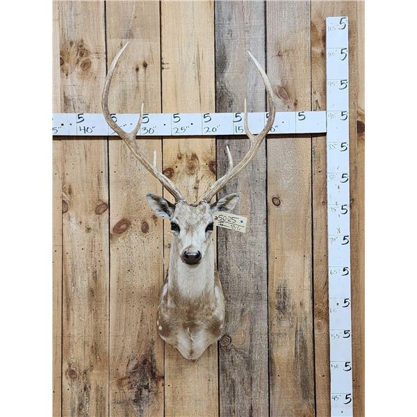 Axis Deer Shoulder Mount Taxidermy