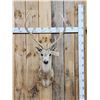 Image 1 : Axis Deer Shoulder Mount Taxidermy
