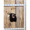 Image 1 : Black Bear Shoulder Mount Taxidermy