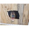 Image 2 : Black Bear Shoulder Mount Taxidermy