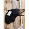 Image 3 : Black Bear Shoulder Mount Taxidermy