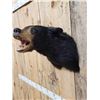 Image 4 : Black Bear Shoulder Mount Taxidermy