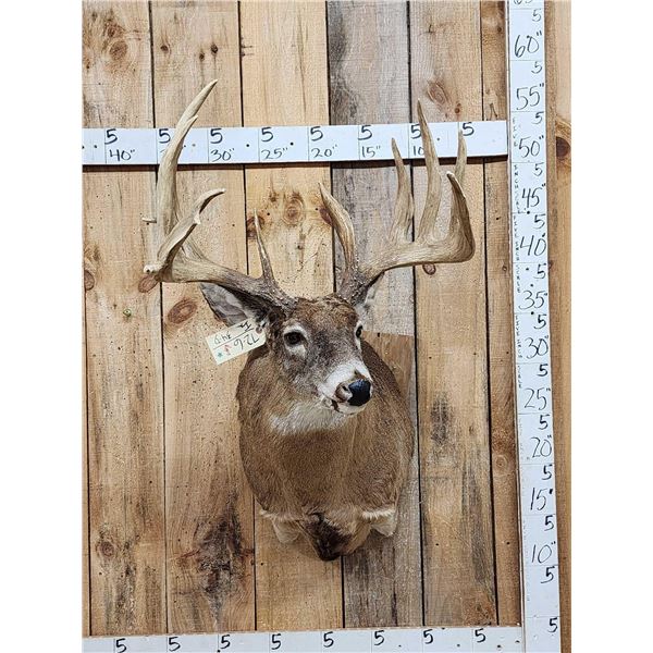 Giant Whitetail Shoulder Mount Taxidermy