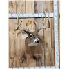 Image 1 : Giant Whitetail Shoulder Mount Taxidermy