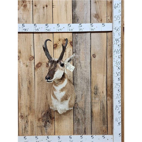 Pronghorn Antelope Shoulder Mount Taxidermy