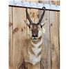 Image 2 : Pronghorn Antelope Shoulder Mount Taxidermy