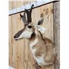 Image 3 : Pronghorn Antelope Shoulder Mount Taxidermy