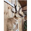 Image 4 : Pronghorn Antelope Shoulder Mount Taxidermy