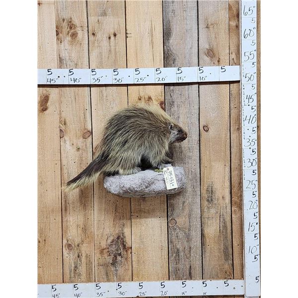 Porcupine Full Body Taxidermy Mount