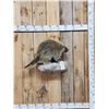 Image 1 : Porcupine Full Body Taxidermy Mount