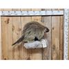 Image 2 : Porcupine Full Body Taxidermy Mount
