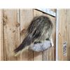 Image 3 : Porcupine Full Body Taxidermy Mount