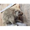 Image 4 : Porcupine Full Body Taxidermy Mount