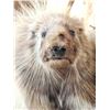 Image 5 : Porcupine Full Body Taxidermy Mount