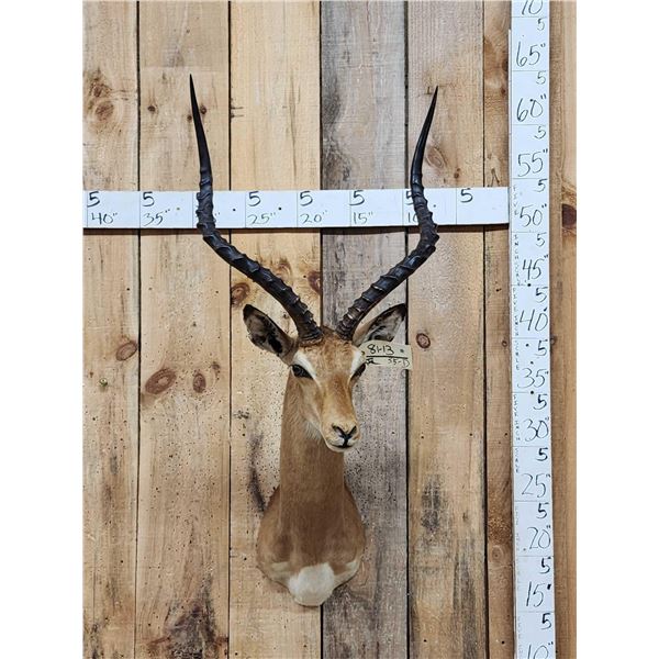 African Impala Shoulder Mount Taxidermy