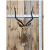 Image 1 : African Impala Shoulder Mount Taxidermy