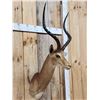 Image 2 : African Impala Shoulder Mount Taxidermy