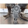 Image 2 : Spectacular Hand Carved Ram Sheep Skull Taxidermy