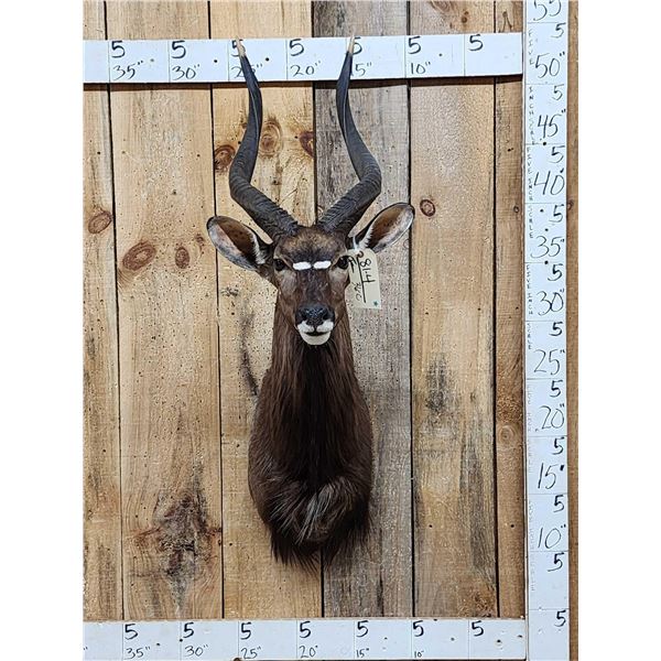African Nyala Shoulder Mount Taxidermy
