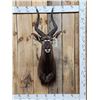 Image 1 : African Nyala Shoulder Mount Taxidermy