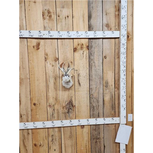 Jackalope Shoulder Mount Taxidermy