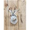 Image 2 : Jackalope Shoulder Mount Taxidermy