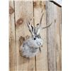Image 3 : Jackalope Shoulder Mount Taxidermy