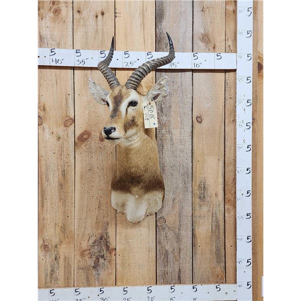 African Kob Shoulder Mount Taxidermy