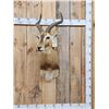 Image 1 : African Kob Shoulder Mount Taxidermy
