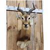 Image 2 : African Kob Shoulder Mount Taxidermy