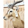 Image 4 : African Kob Shoulder Mount Taxidermy
