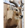 Image 5 : African Kob Shoulder Mount Taxidermy