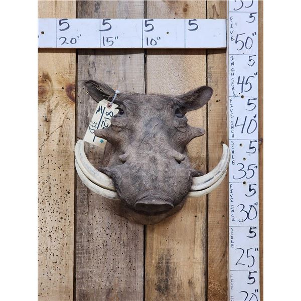 African Warthog Shoulder Mount Taxidermy