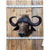 Image 1 : African Cape Buffalo Shoulder Mount Taxidermy