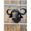 Image 2 : African Cape Buffalo Shoulder Mount Taxidermy