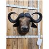 Image 3 : African Cape Buffalo Shoulder Mount Taxidermy