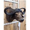 Image 4 : African Cape Buffalo Shoulder Mount Taxidermy