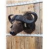Image 5 : African Cape Buffalo Shoulder Mount Taxidermy