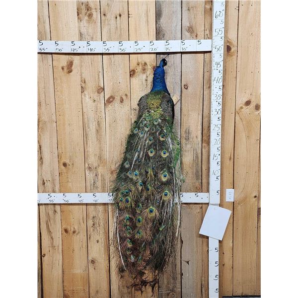 Indian Peacock Full Body Bird Taxidermy