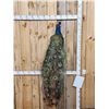 Image 1 : Indian Peacock Full Body Bird Taxidermy