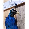 Image 3 : Indian Peacock Full Body Bird Taxidermy