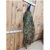 Image 4 : Indian Peacock Full Body Bird Taxidermy