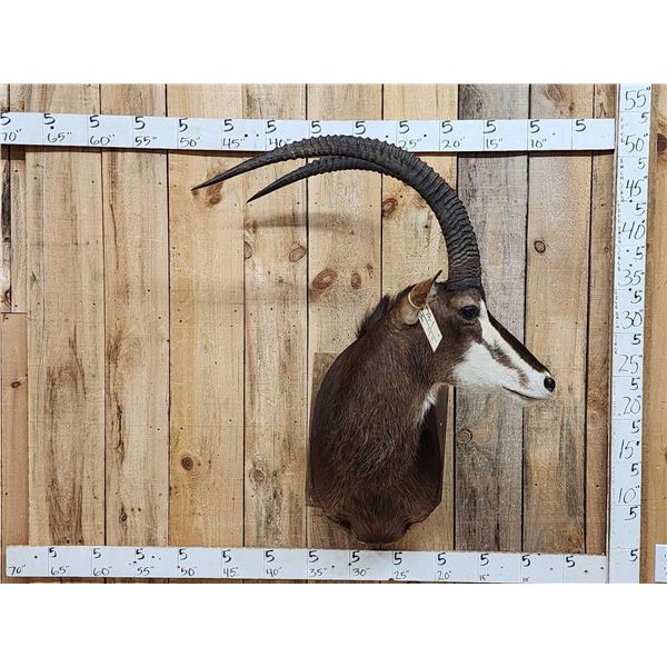 African Sable Antelope Shoulder Mount Taxidermy
