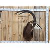 Image 1 : African Sable Antelope Shoulder Mount Taxidermy