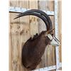 Image 2 : African Sable Antelope Shoulder Mount Taxidermy